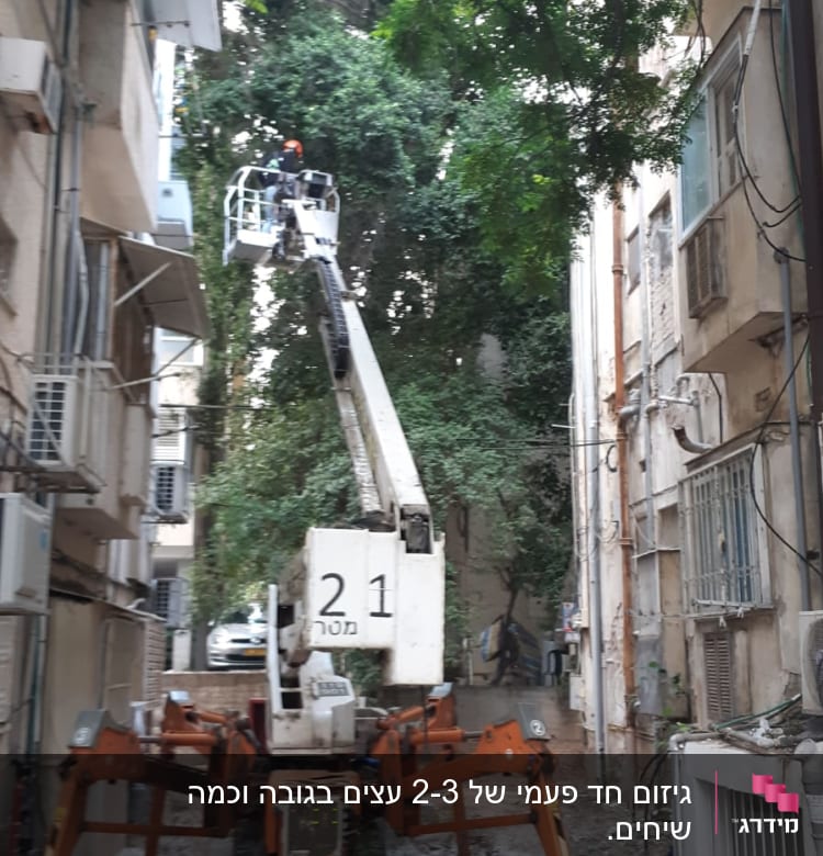 מנוף גיזום עץ ברחוב צר בין בניינים